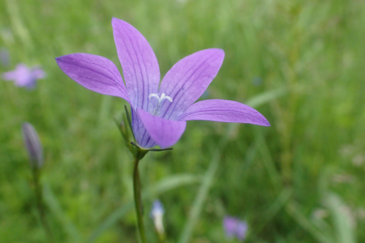 2019_0609G_STRAŻOWSKIE0039