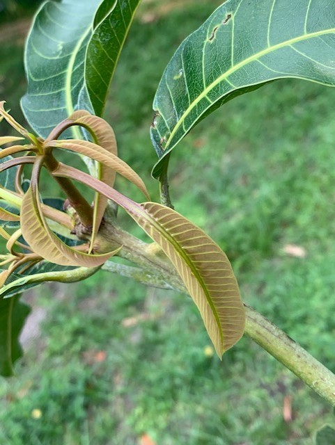mango6