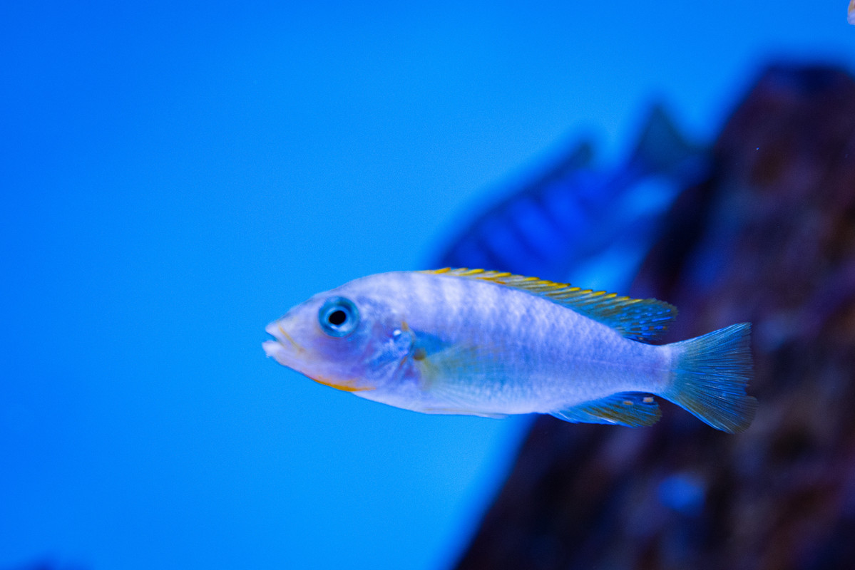 [Imagen: Labidochromis-Hongi-Red-Top-Hembra-DSC-9684.jpg]