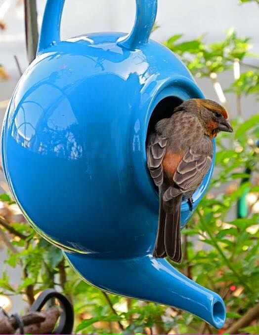 teapot-bird-nest-2.jpg