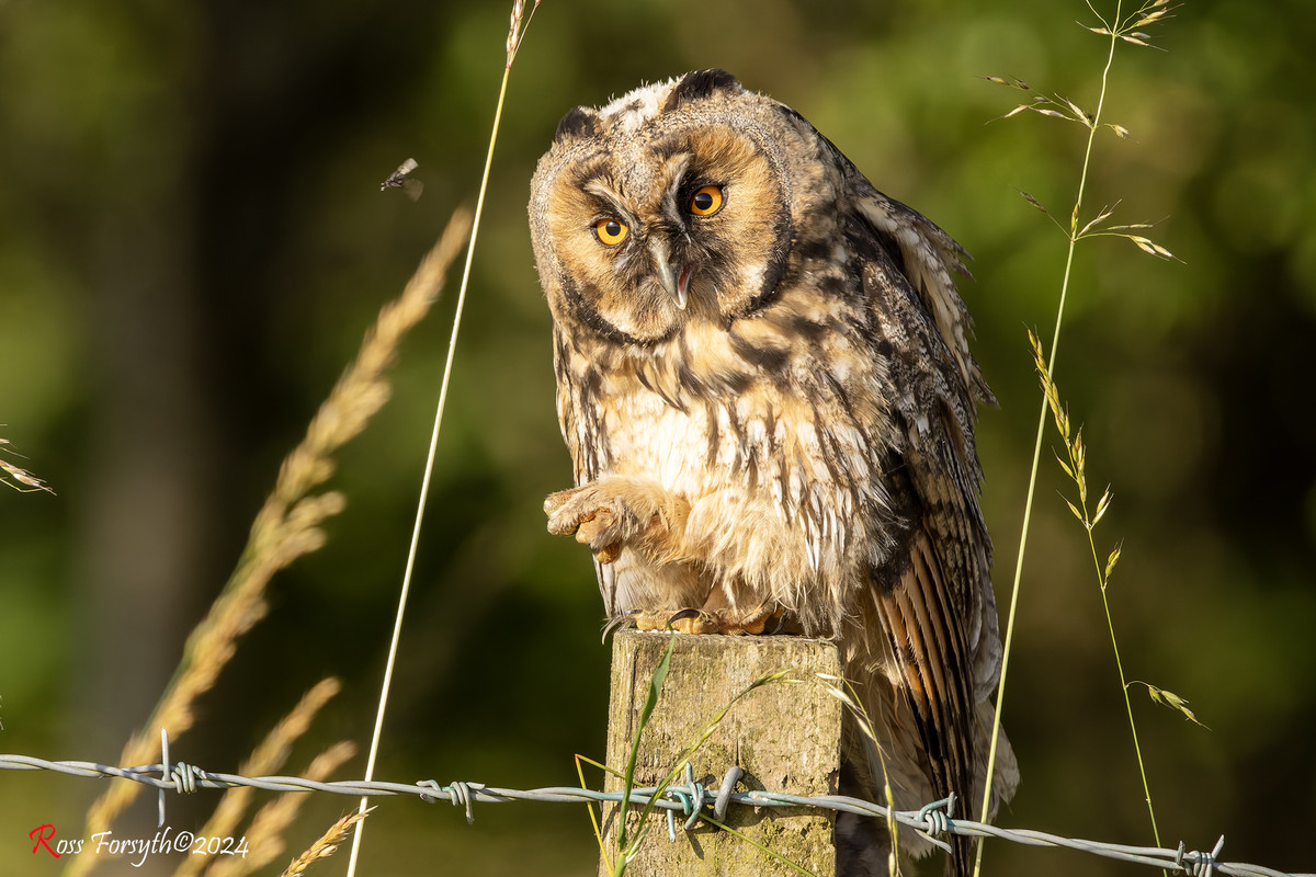 20240803-_5RF1208-CR3