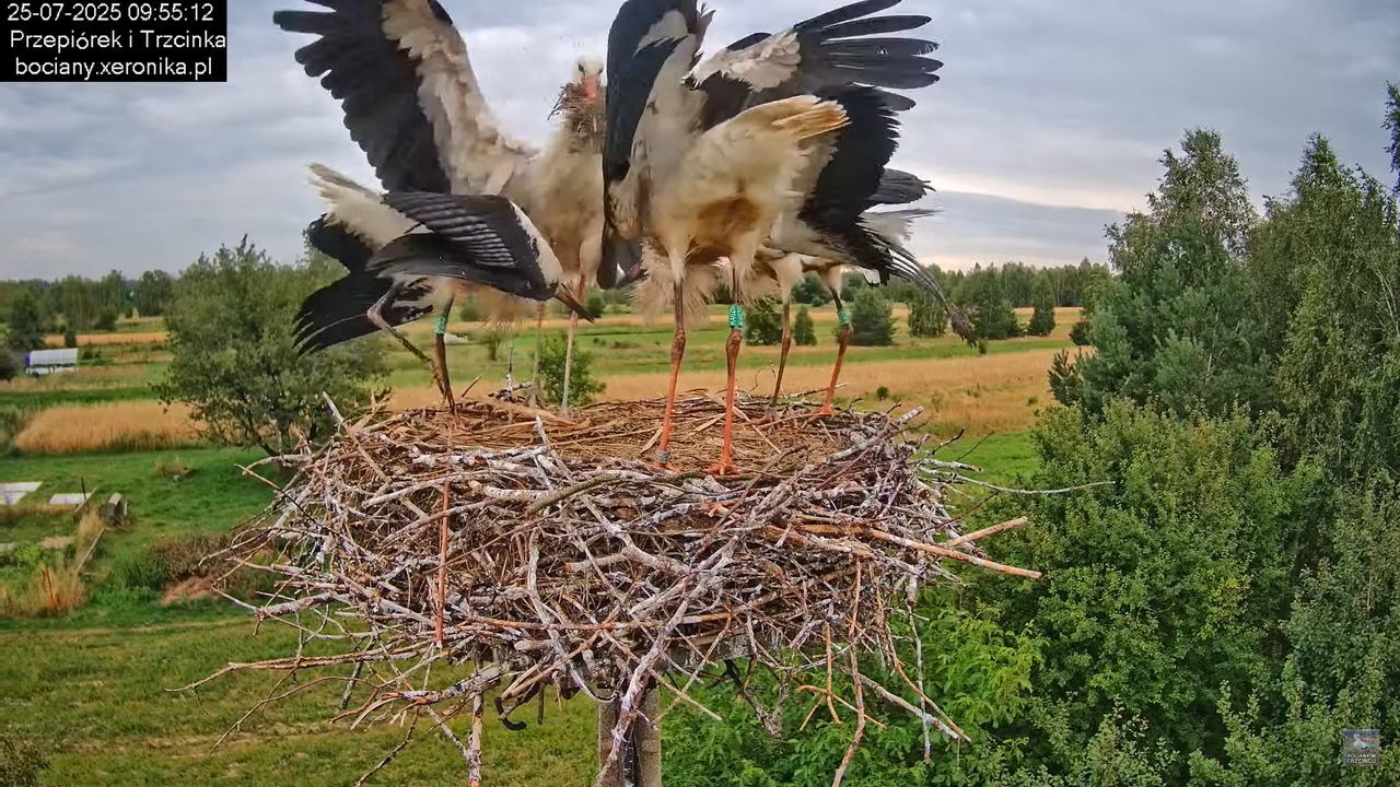 25072025bociany32