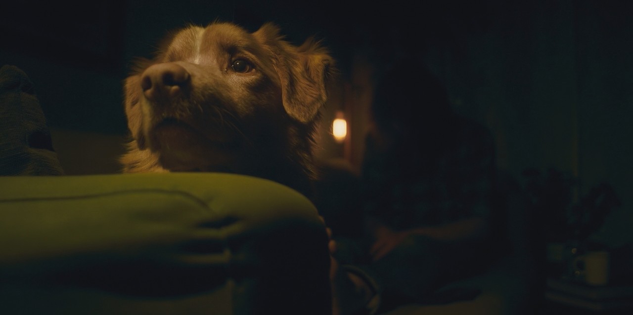 Good Boy (2025) mkv HD 720p E AC3 i TA DTS ENG x264 FHC mkv snapshot 00 01 23 646