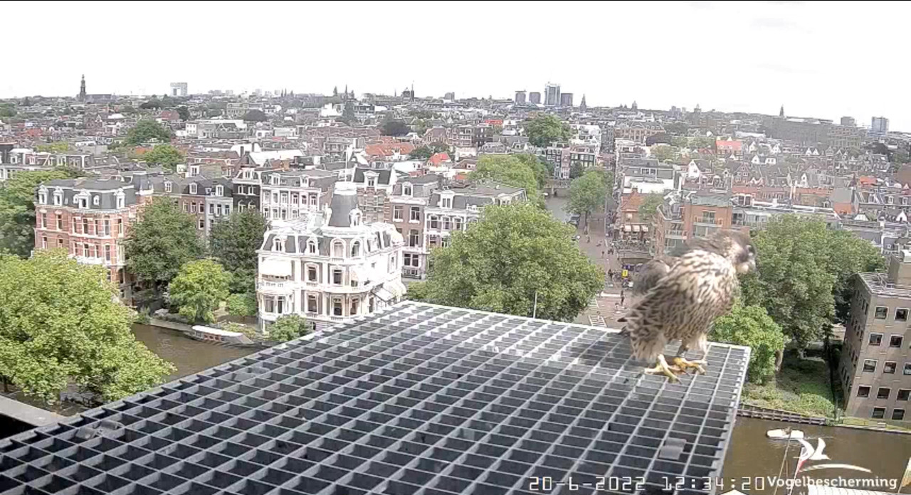 Amsterdam/Rijksmuseum screenshots © Beleef de Lente/Vogelbescherming Nederland - Pagina 30 Video-2022-06-20-123800-Moment-2