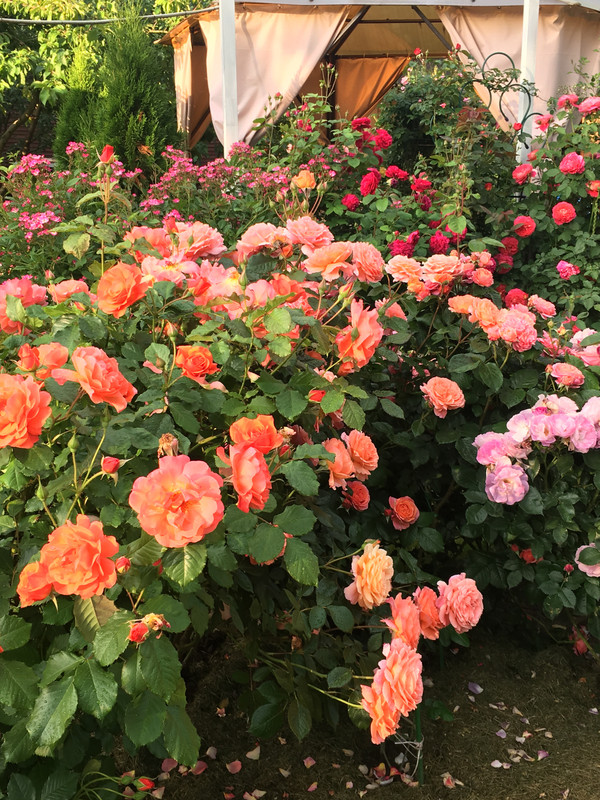 C0530A94-8C69-4CE7-B228-0CE27CC8F108