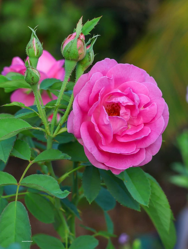 سعدية المحفلي