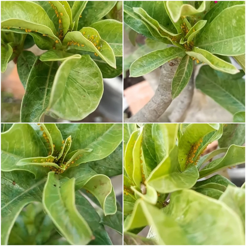 aphids-on-adenium-leaves.jpg