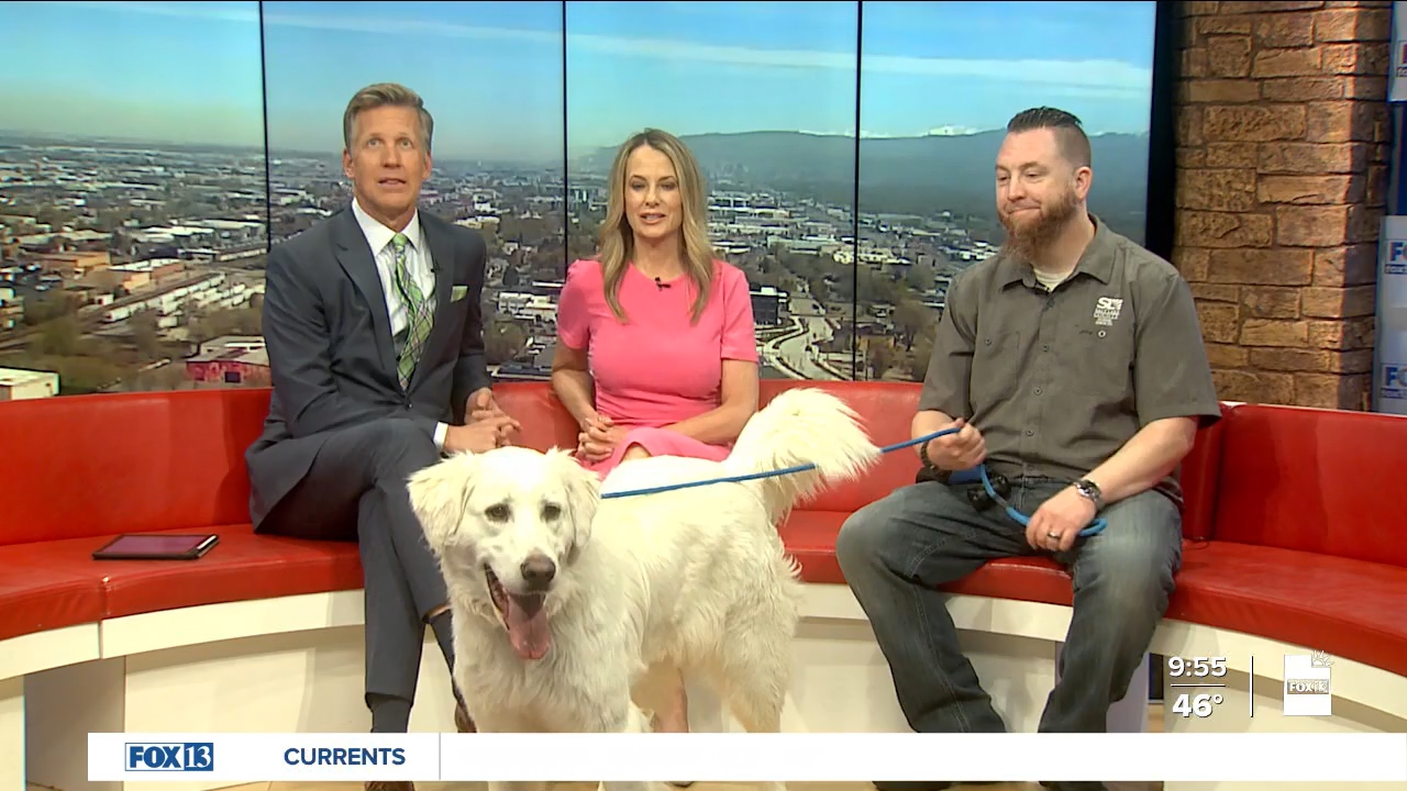 FOX13 News Good Day Utah 9AM_20240419_16001700.ts_snapshot_55.57.269