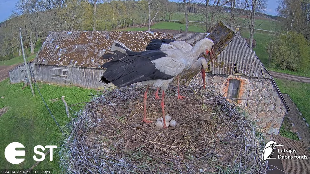 Baltie stārķi (Ciconia ciconia) Tukuma novadā - LDF tiešraide __ White storks in Tukums, Latvia 12-5