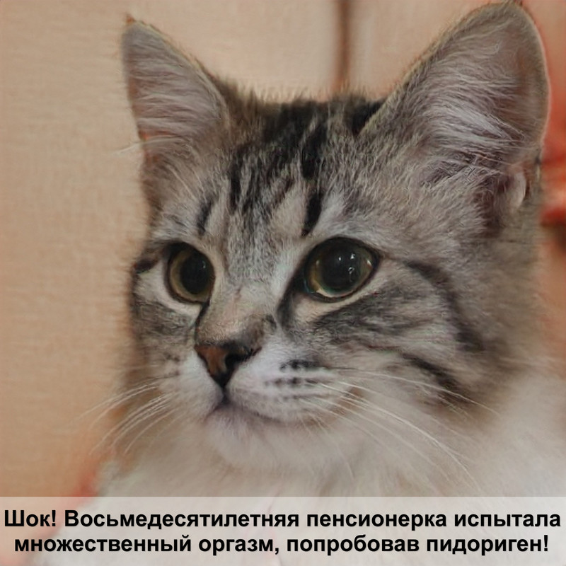 как сделать клизму кошке