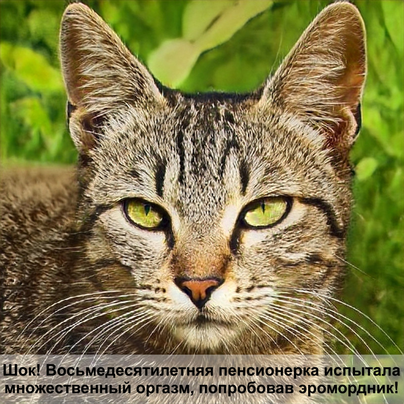 у кошки выпадают брови