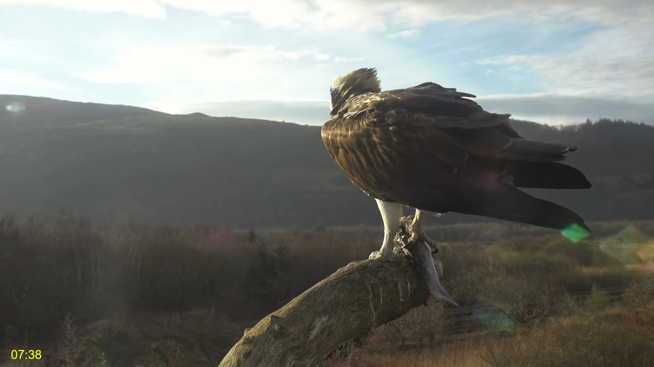🦅 Dyfi Osprey projekts (VELSA)_ 2025. gada TIEŠRAIDE 4K kvalitātē 🦅 7-11-53 screenshot
