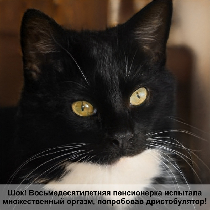 помесь сиамской и британской кошки