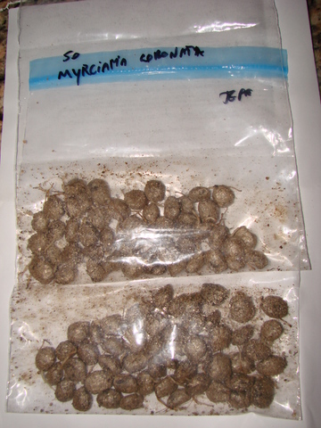 19DEC13_M_coroada_001