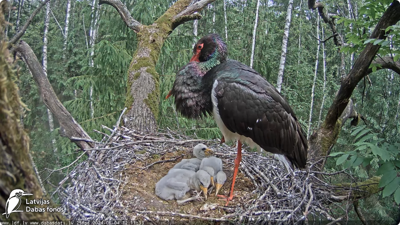 Screenshot 2024-06-04 at 12-18-15 (1) Melnais stārķis (Ciconia nigra) Ogres novadā - LDF tiešraide -