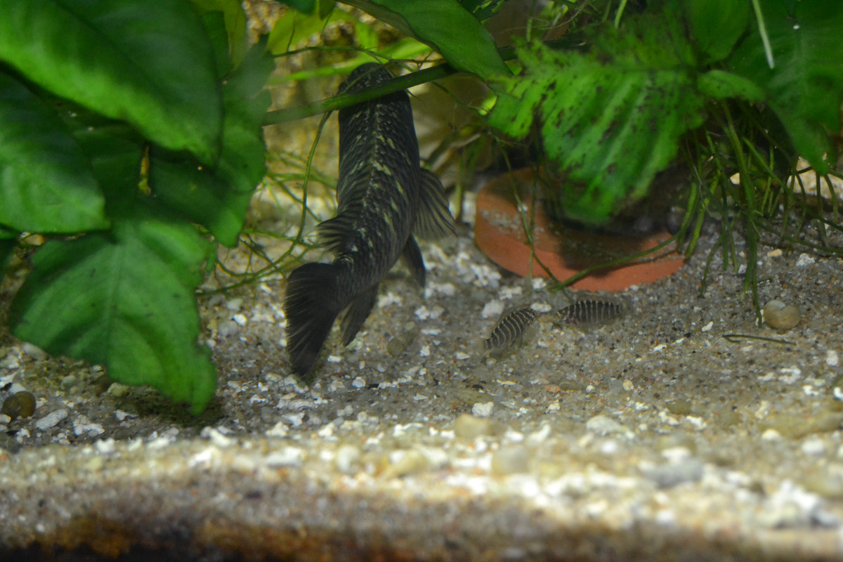 Murago femelle bébés 8