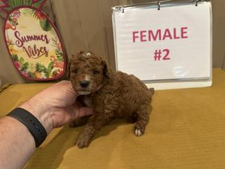 m female 2