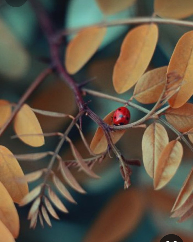 Screenshot_20231117_212522_Pinterest