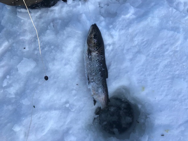 1st salmon
