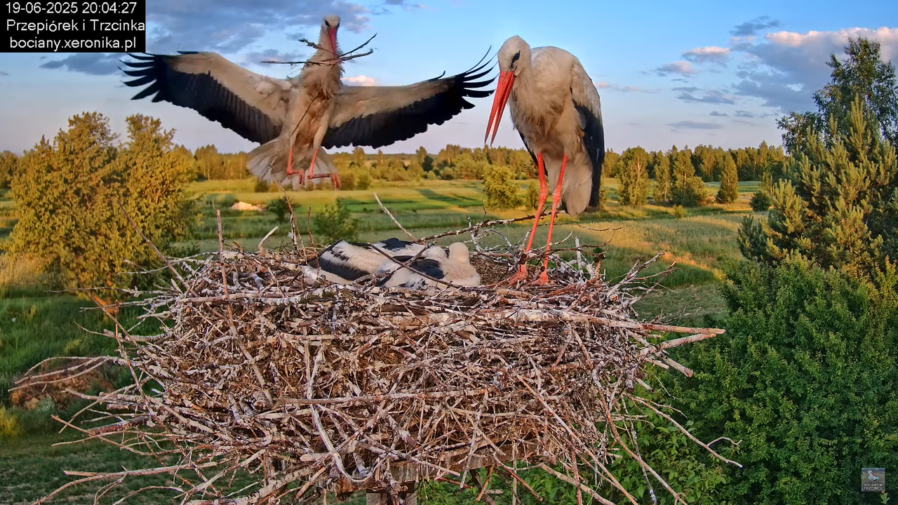 19062025bociany48