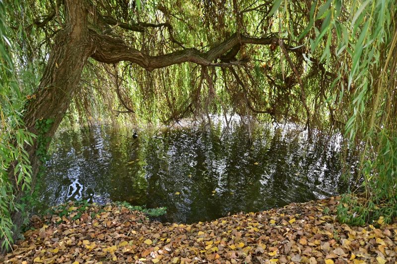 Otoño en Flandes - Blogs of Belgium - Día 2: El otoño en Brujas (12)