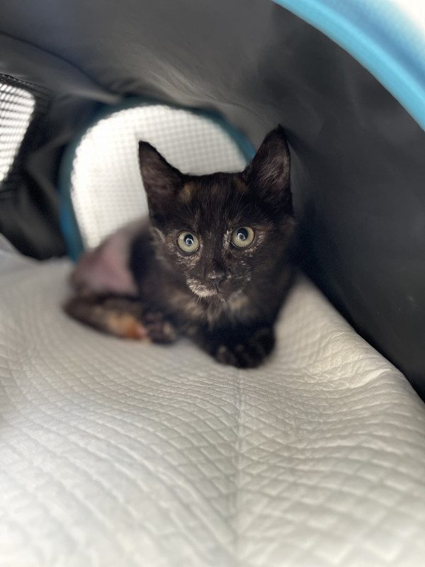 B085909C-E036-48F5-BB8F-DE3E353428EF