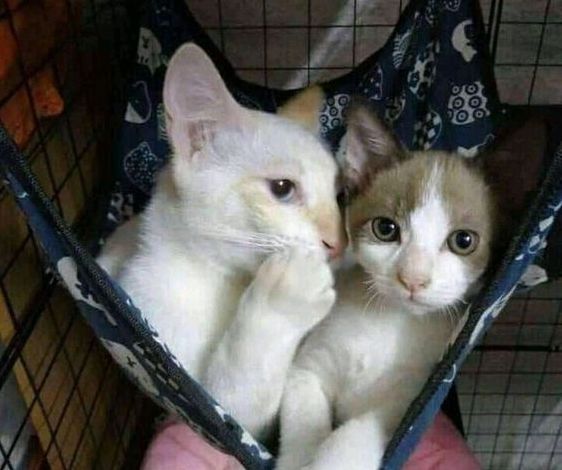 cats gossiping