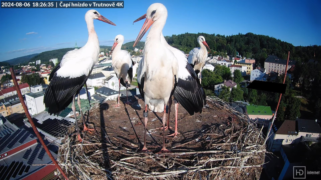 Tiešraidē no stārķa ligzdas uz alus darītavas skursteņa Trutnovā 15-6-51 screenshot (1)