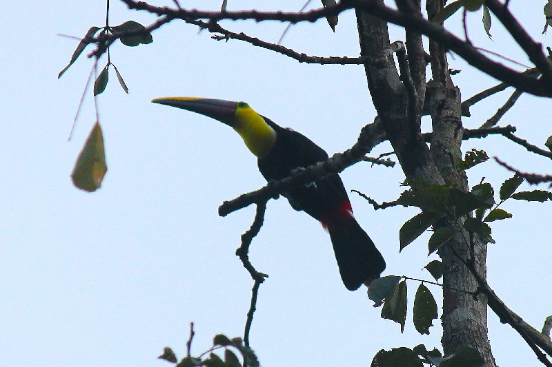 DE TORTUGAS Y PEREZOSOS. COSTA RICA 2019 - Blogs de Costa Rica - DIA 14: PARQUE DE MANUEL ANTONIO (56)