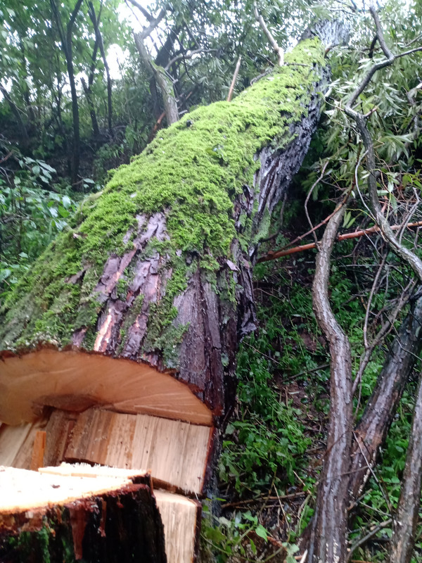 IMG_20240916_131634533