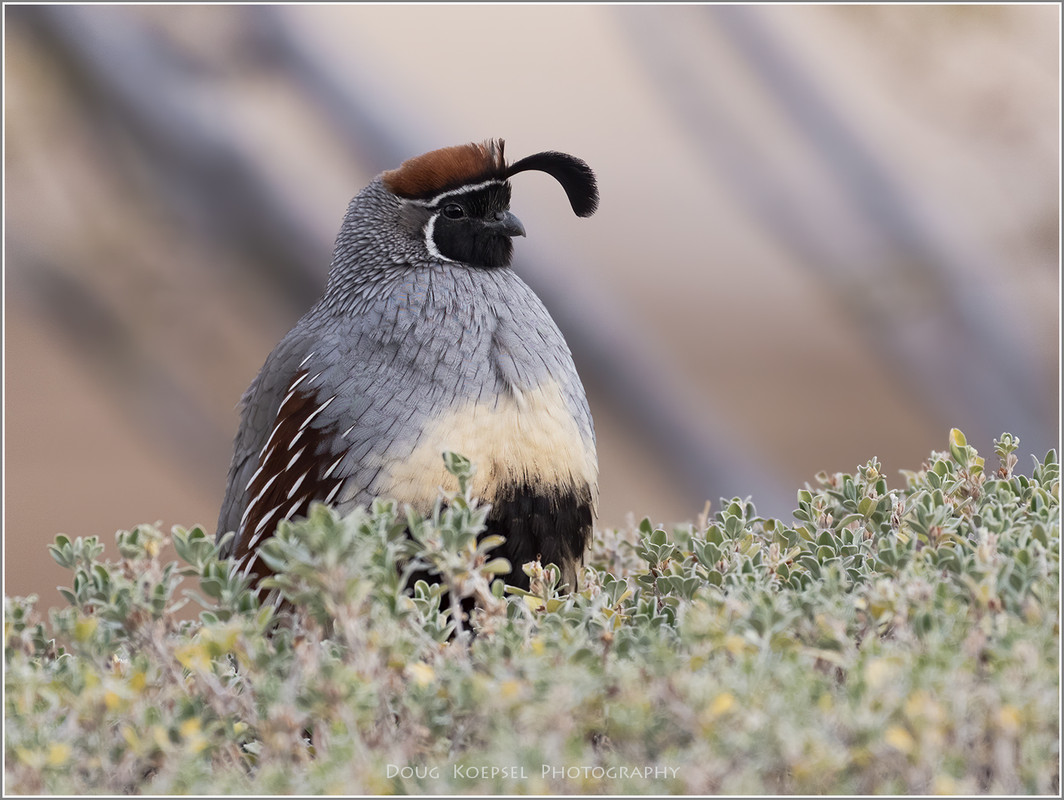 Ed1400-4x3TopazNikGambels 12-24-20_0006