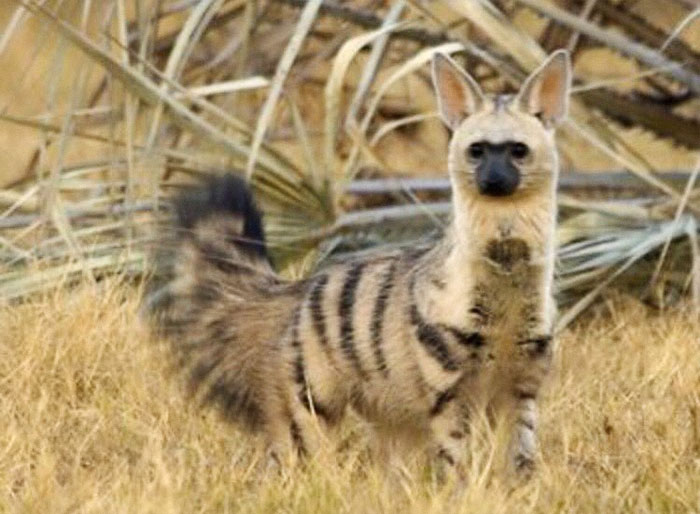 What do we want from Mojo?  Aardwolf