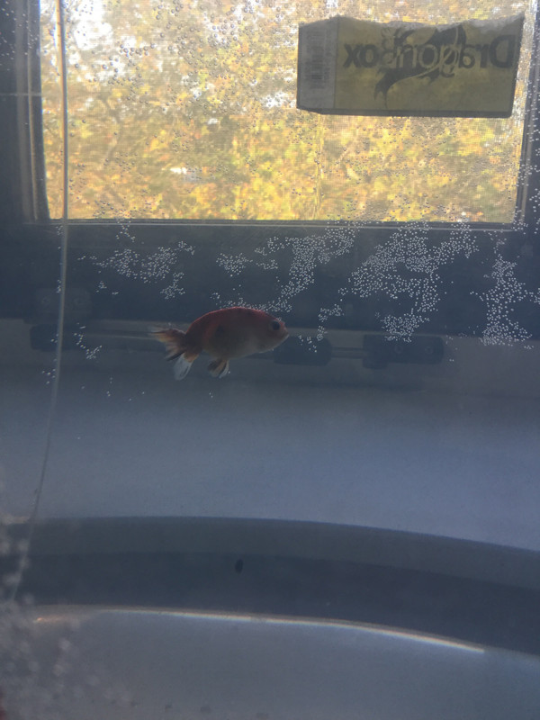 F75057DD-B7C4-4729-B3AB-FBC2F31DBD3A