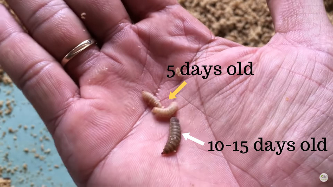 size-comparison-black-soldier-fly-larvae-five-ten-day-old.jpg