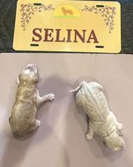 selina fm