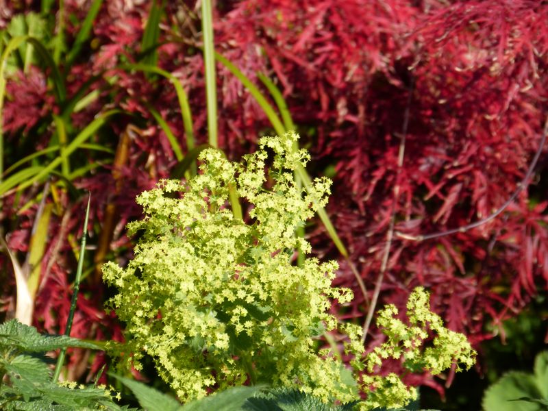 2014-11-01 Novemberblüten 7