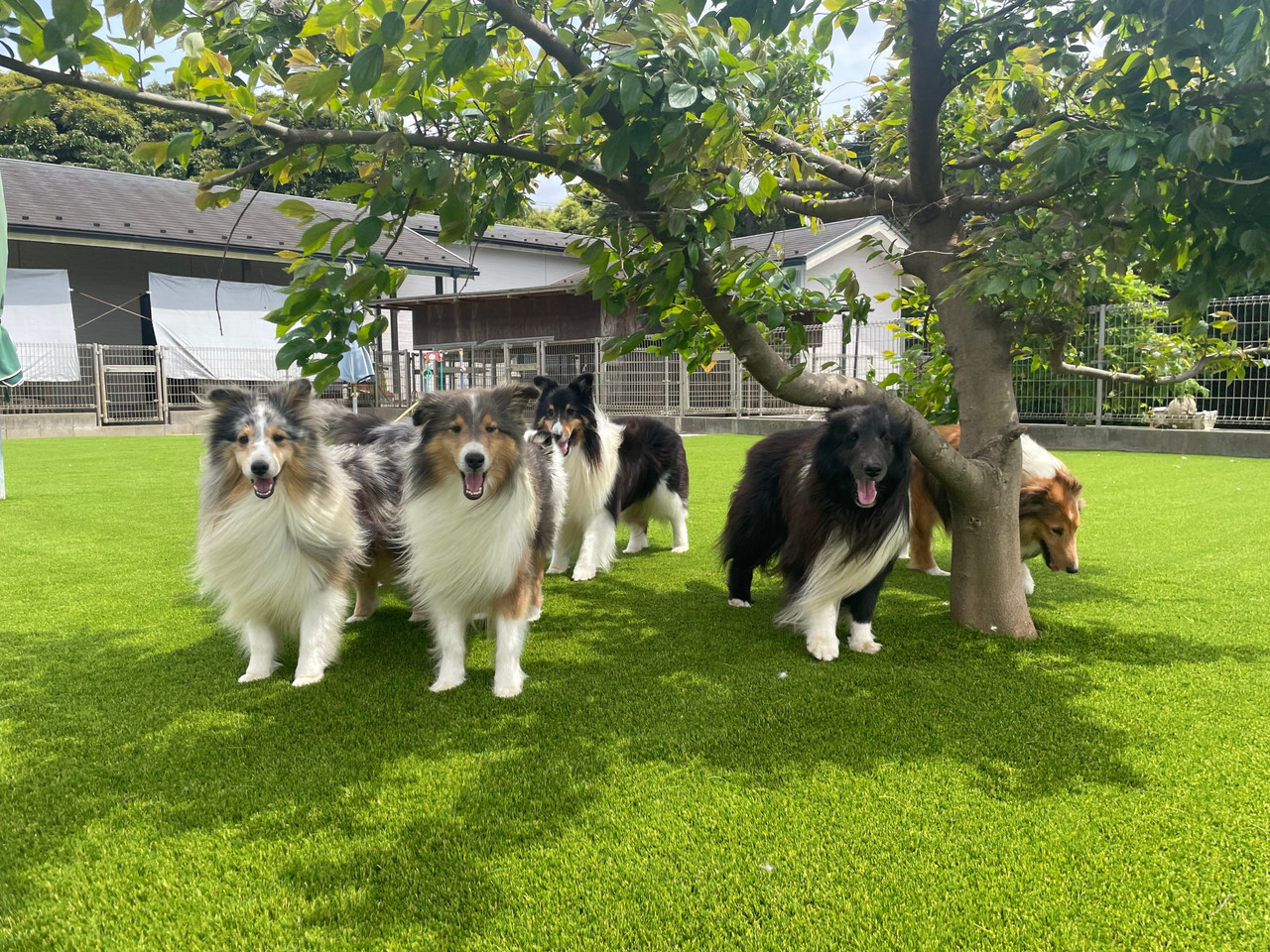 ドッグランで過ごすシェルティたち