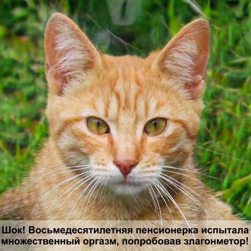 порода кошек пепельного окраса