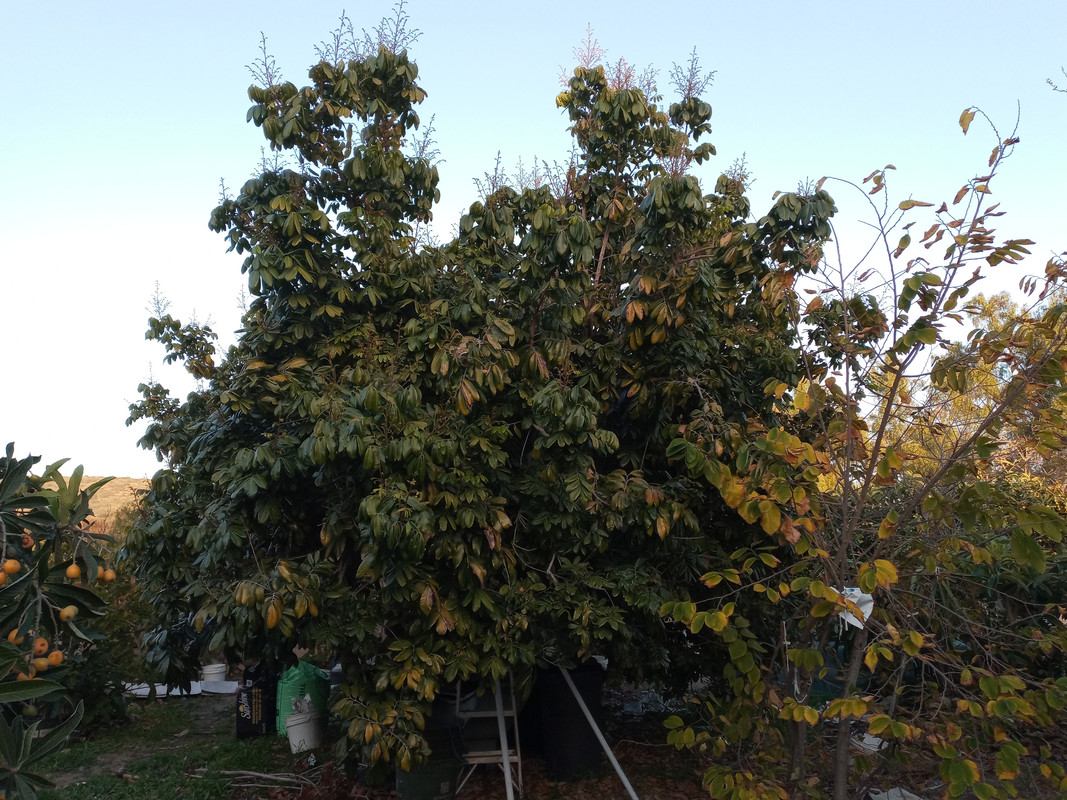 20220316_longan