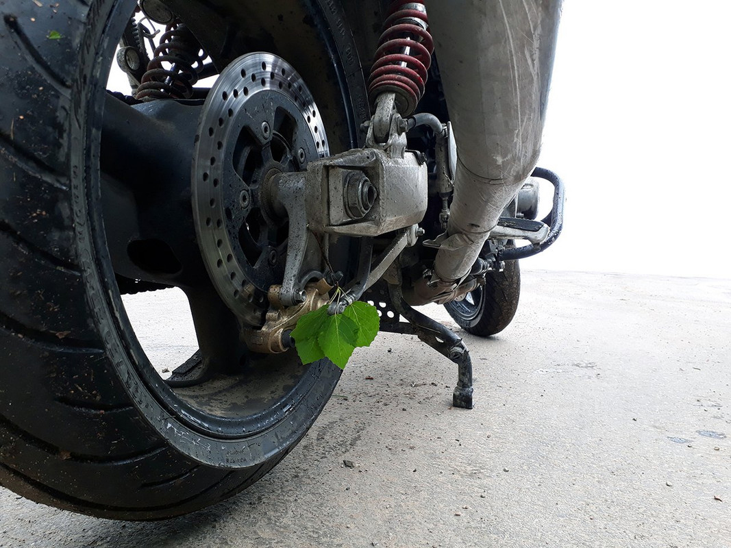 11. Увез из леса листья