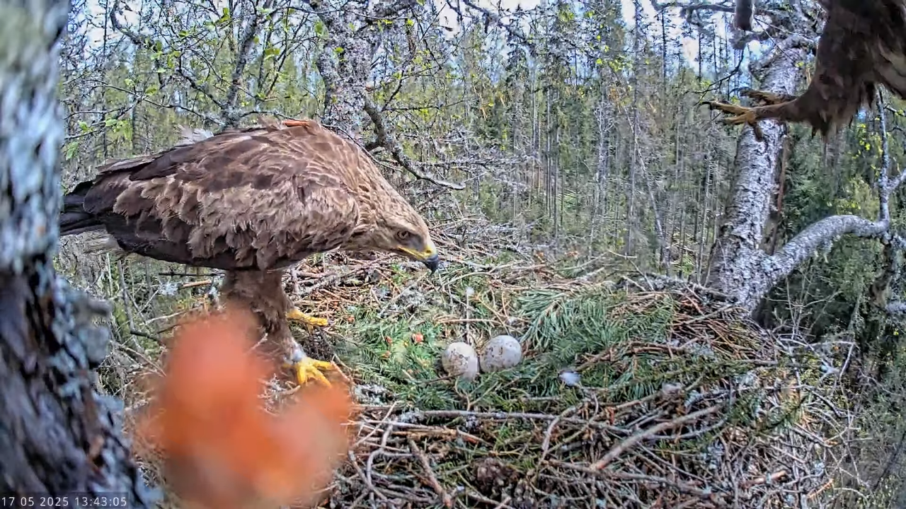 Väike-konnakotkas __ Clanga pomarina __ Lesser Spotted Eagle 16-28-15 screenshot