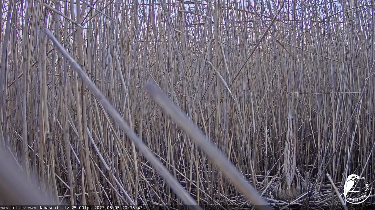 Lielais dumpis (Botaurus stellaris) Engurē - LDF tiešraide 11-5-29 screenshot