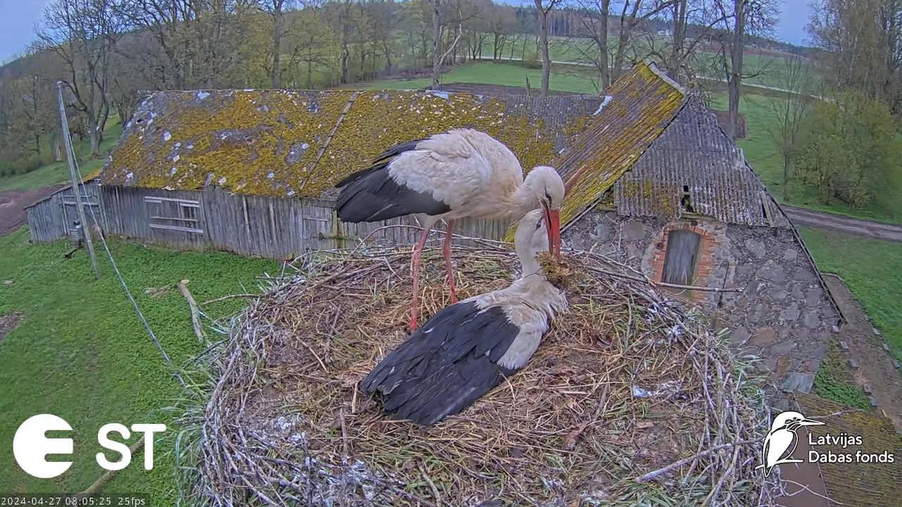 Baltie stārķi (Ciconia ciconia) Tukuma novadā - LDF tiešraide __ White storks in Tukums, Latvia 11-5