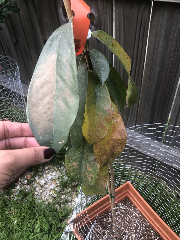 0DB58AD3-1B10-41A2-94E4-8ED5E80BB93E