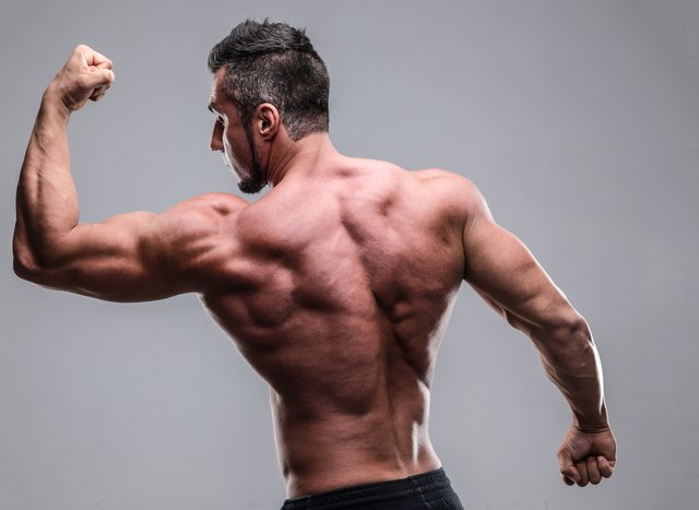 Muscles