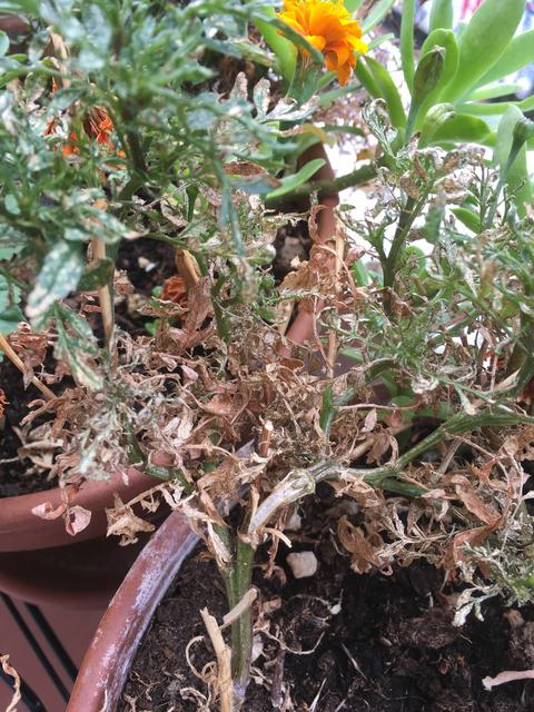 B86BEDC2-2796-4AEA-A4DE-220D255332C3