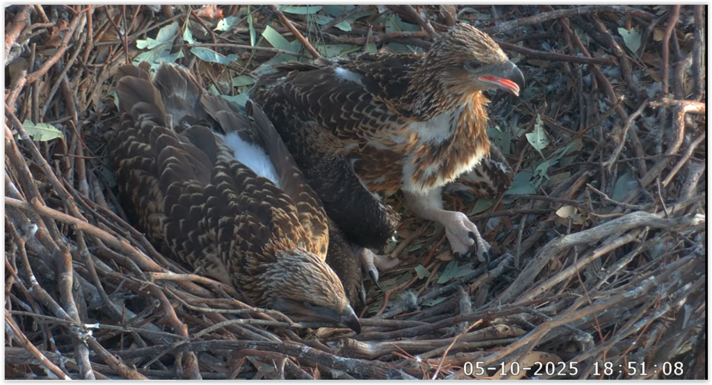 Screen Shot 10-05-25 at 10.05 AM