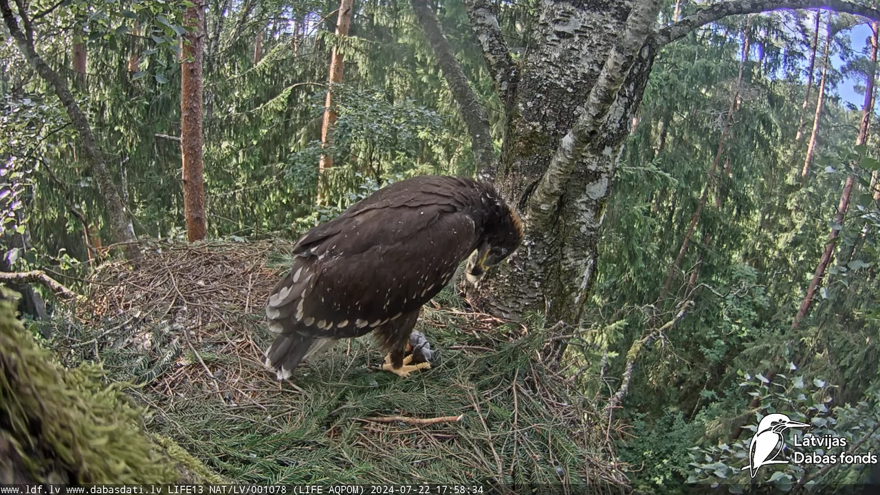 Mazais ērglis (Clanga pomarina), ligzda bērzā - LDF tiešraide 13-59-59 screenshot