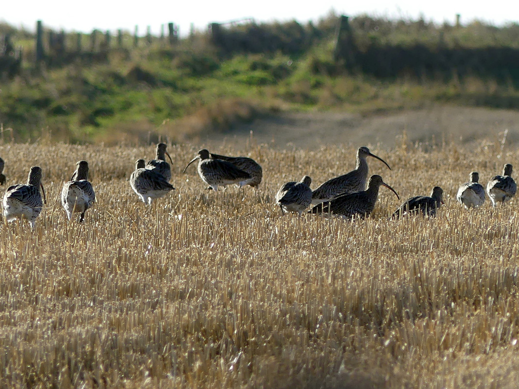 CURLEWS 2