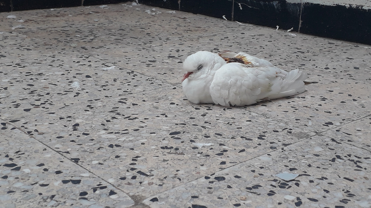 صورة